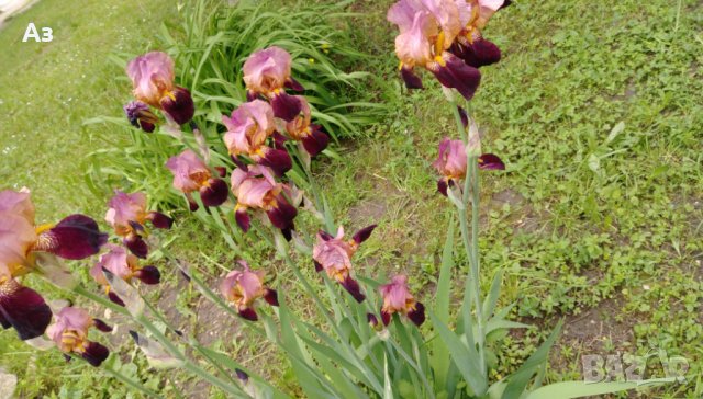 продавам луковици на цветя Ирис - 10 вида български редки сортове, снимка 15 - Сортови семена и луковици - 18321374