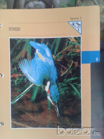 Енциклопедия Чудния свят на животните., снимка 13 - Колекции - 7575824