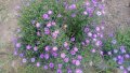продавам  цветя Астра алпийска - разсад за ранно пролетно засаждане, снимка 5