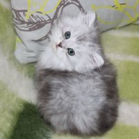 Сребърна чинчила  /  Persian cat, снимка 7 - Персийска - 18951274
