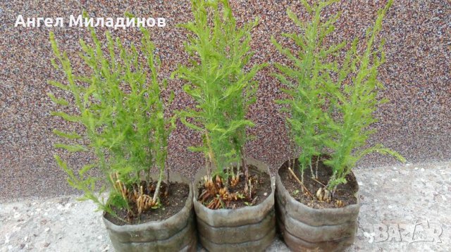 декоративен храст, прилича на Аспарагус, снимка 3 - Градински цветя и растения - 25032002