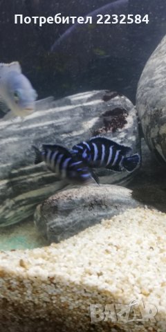 Рибки Африкански цихлиди!, снимка 4 - Рибки - 25023337