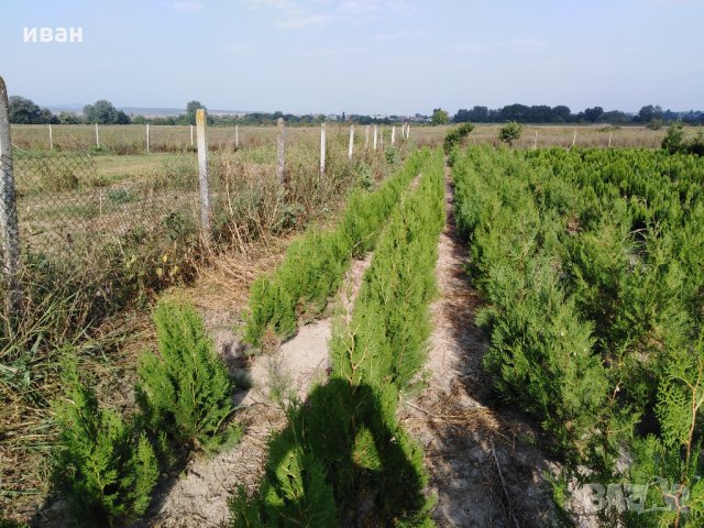 Източна туя Пролетна промоция, снимка 4 - Градински цветя и растения - 10099584