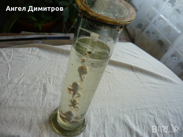  Соц. препарирани жаби във вода , снимка 6 - Антикварни и старинни предмети - 21880947