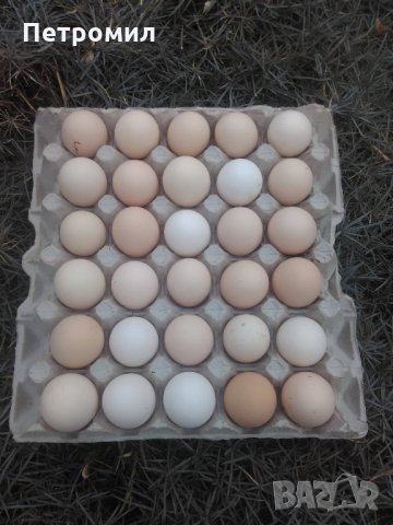 Яйца от Испанска Минорка, снимка 11 - други­ - 24067885