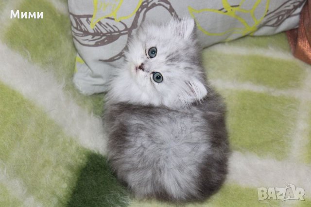 Сребърна чинчила  /  Persian cat, снимка 7 - Персийска - 18951274
