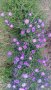 продавам  цветя Астра алпийска - разсад за ранно пролетно засаждане, снимка 6