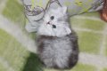 Сребърна чинчила  /  Persian cat, снимка 7