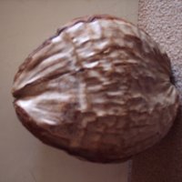 Голям сух кокосов орех продавам, разменям  , снимка 1 - Други - 19754428