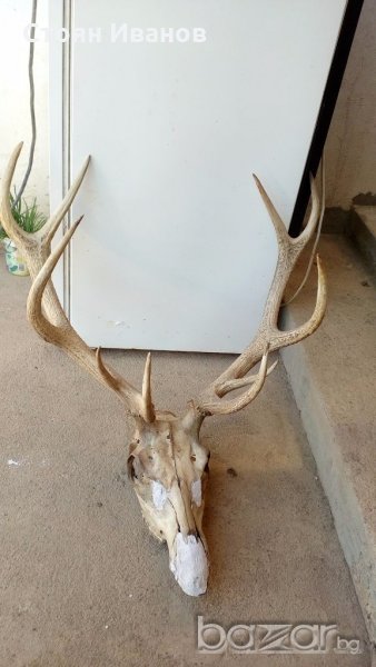 Еленски рога с череп, снимка 1