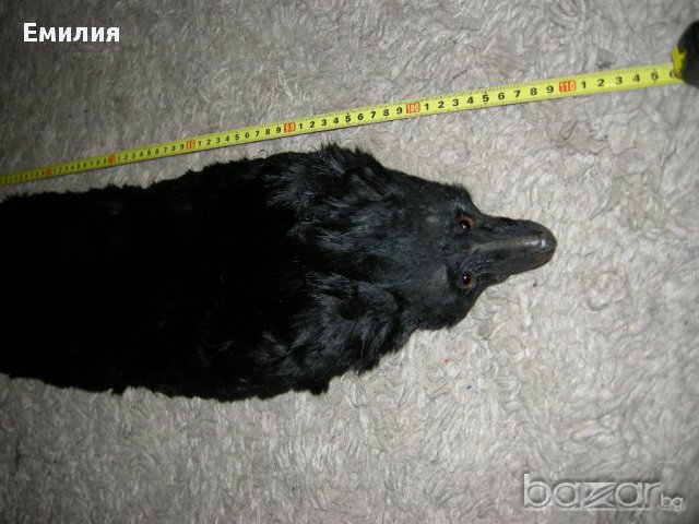 продавам стара яка от лисица, снимка 2 - Други - 14564717