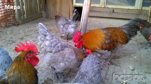 Кокошки и яйца за люпене от син  маран
