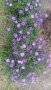 продавам  цветя Астра алпийска - разсад за ранно пролетно засаждане, снимка 1