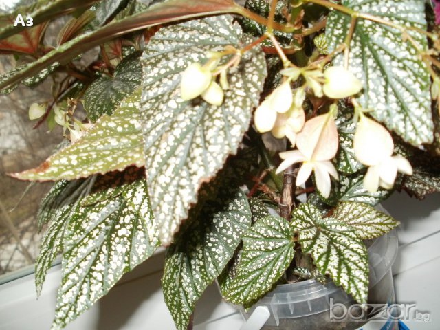 продавам цветя Бегонии Тамая, големи, снимка 5 - Стайни растения - 17533507