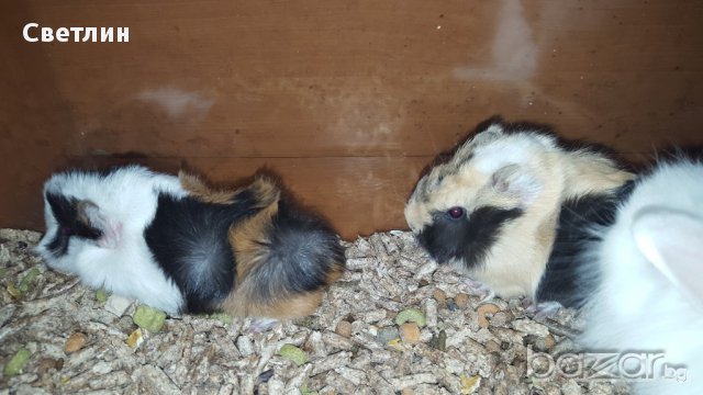 морски свинчета, снимка 4 - Други животни - 12973727