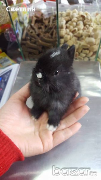 Продавам мини зайче, снимка 1