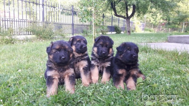 Развъдник за чистокръвни немски овчарки, снимка 4 - Немска овчарка - 15004158