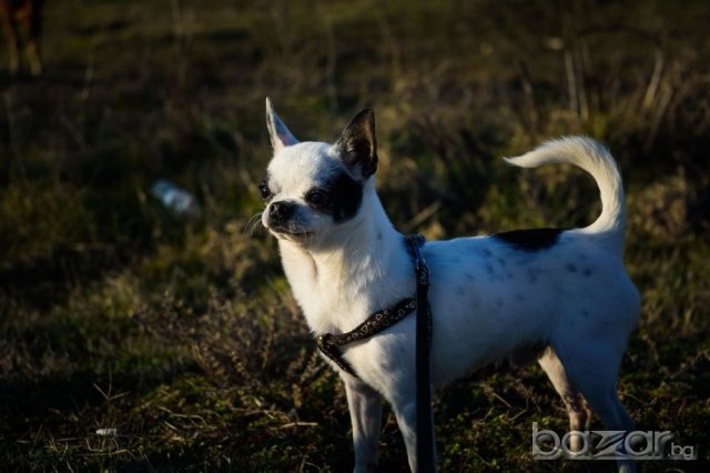 Чихуахуа чистопороден мъжкар за разплод, снимка 5 - Чихуахуа - 20790772