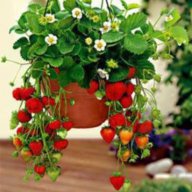 Висящи целогодишни ягоди, снимка 2 - Градински цветя и растения - 18328178