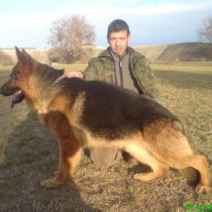 Развъдник за Немско Овчарско Куче, снимка 11 - Немска овчарка - 6908475