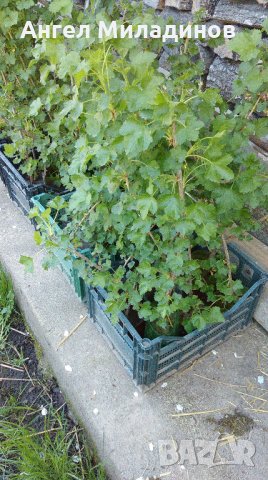 Йоща-плоден храст, снимка 2 - Градински цветя и растения - 21380063