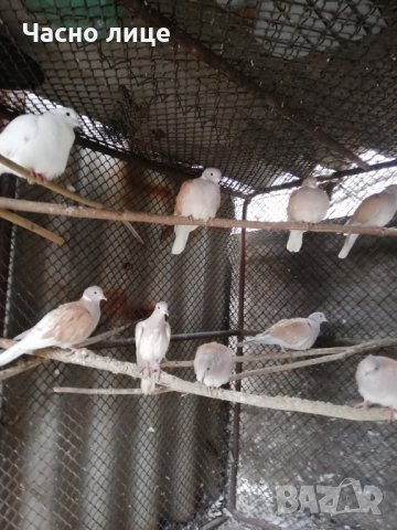 Смеещисе гугутки, снимка 2 - други­ - 24529605