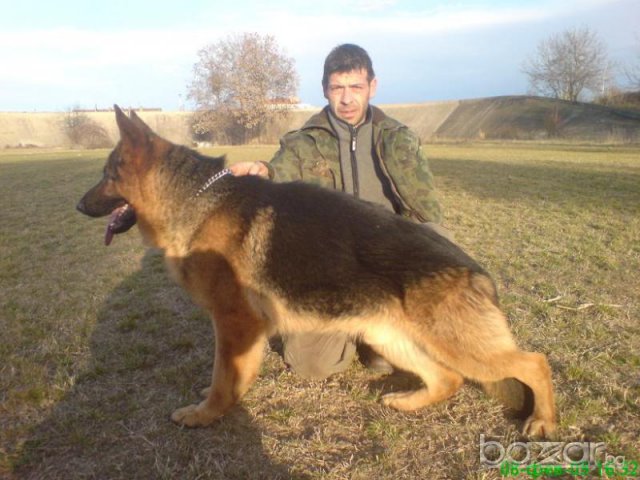 Развъдник за Немско Овчарско Куче, снимка 3 - Немска овчарка - 8100916