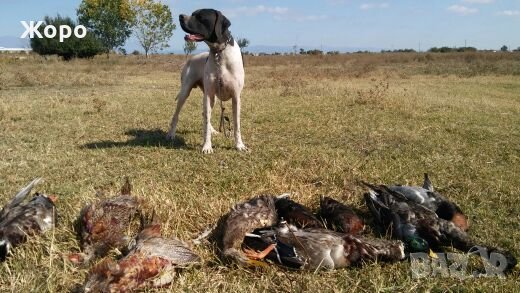 Пойнтер, снимка 3 - Пойнтер - 22943476