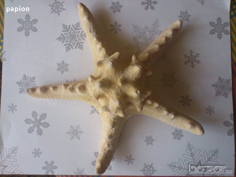 МОРСКА ЗВЕЗДА, снимка 1