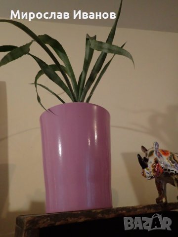 лилава саксия с цвете, снимка 3 - Градински цветя и растения - 22936316