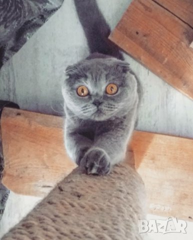 Масивна драскалка за котки, снимка 9 - За котки - 26112192