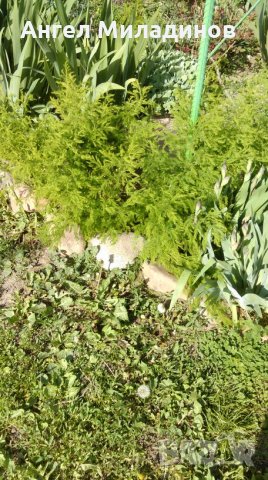 декоративен храст, прилича на Аспарагус, снимка 8 - Градински цветя и растения - 25032002