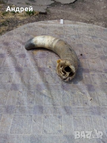 Рог #2, снимка 4 - Антикварни и старинни предмети - 21935133