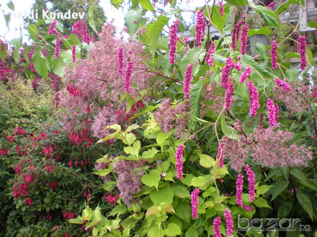 Хималайски храст(Himalayan honeysuckle) , снимка 2 - Градински цветя и растения - 14320983