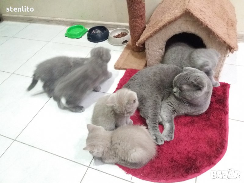 Клепоухи бебета Шотландски, снимка 1