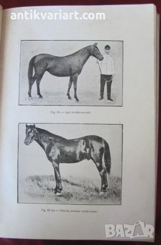 1915год. Книга за Историята и Породите Коне, снимка 10 - Други - 24984265