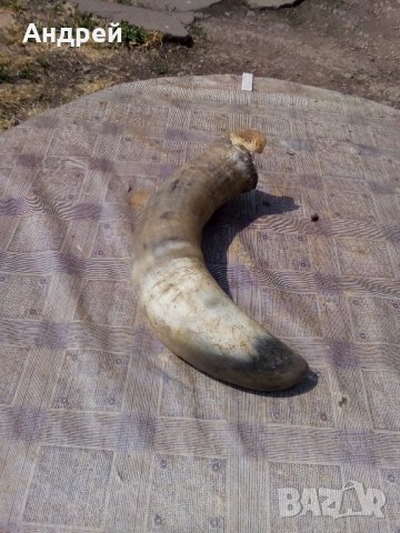 Рог #2, снимка 2 - Антикварни и старинни предмети - 21935133