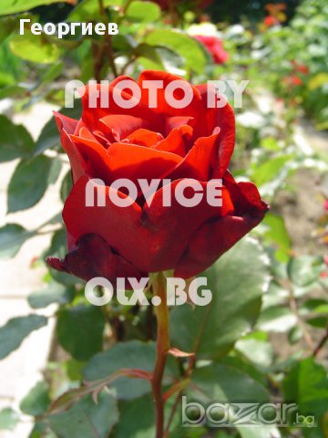 Селекция рози, снимка 4 - Стайни растения - 11542826