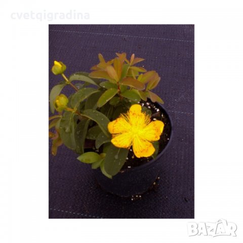 КАТ.№ 100576 Hypericum calycinum 'Hidcote' 20/30, снимка 4 - Градински цветя и растения - 24018143