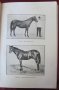 1915год. Книга за Историята и Породите Коне, снимка 10