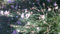 Продавам разсад на Градински кичест карамфил-за пролетно засаждане, снимка 14