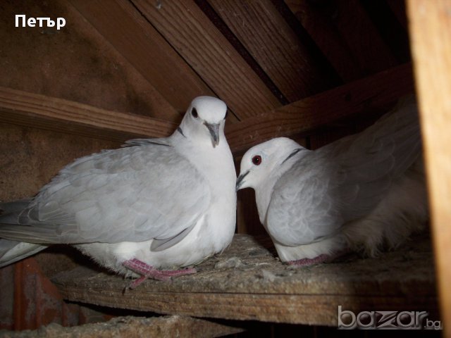 продавам гургулици различни цветове, снимка 2 - други­ - 18168414