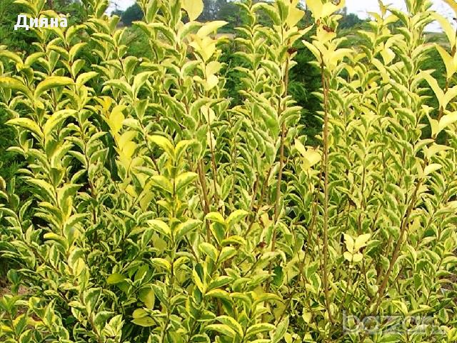 Продавам Лигуструм за жив плет вечно зелен- жълт цветен, снимка 2 - Градински цветя и растения - 11170592