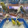 Вълнисти папагали, снимка 1 - Папагали - 25240437