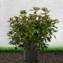  Viburnum tinus, снимка 1 - Градински цветя и растения - 21923520