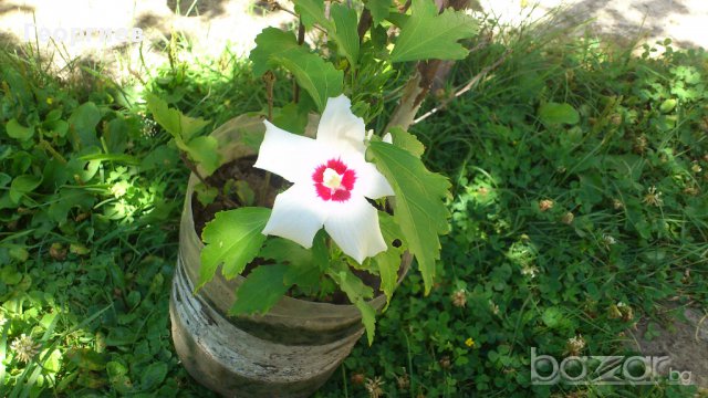 Бяла дървесна ружа/ китайска роза / хибискус, снимка 5 - Градински цветя и растения - 11542804
