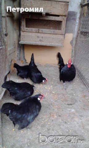 Яйца от декоративни кокошки "РОЗКОМБ"", снимка 7 - Кокошки и пуйки - 17528761
