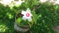 Бяла дървесна ружа/ китайска роза / хибискус, снимка 5