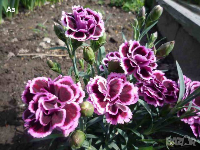 Продавам разсад на Градински кичест карамфил-за есенно засаждане, снимка 13 - Сортови семена и луковици - 15394201