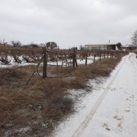 Продавам лозе в землището на с. Приселци, общ. Аврен, обл. Варна, снимка 6 - Земеделска земя - 24402114
